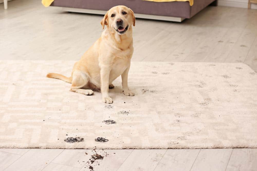 Secrets To Finding And Getting The Best Pet Stain Removal Services