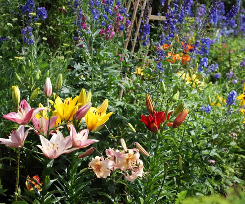 Floral Grace: A Journey Through The Captivating Realm Of Lilies