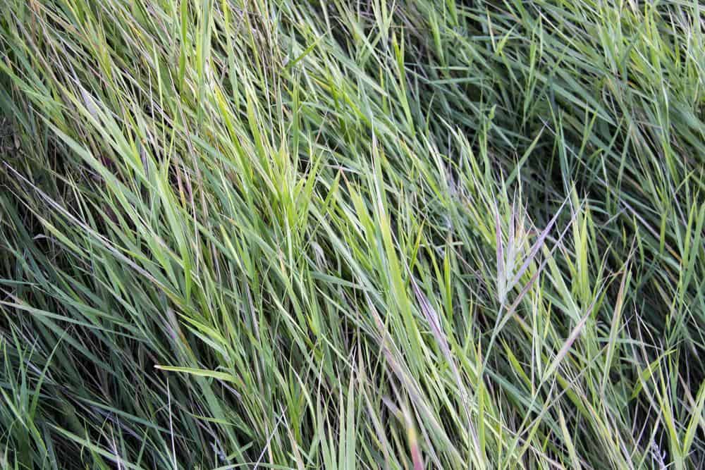 September 18, 2025 Torpedo Grass Troubles Trust Green Solutions Lawn Care & Pest Control For Expert Management