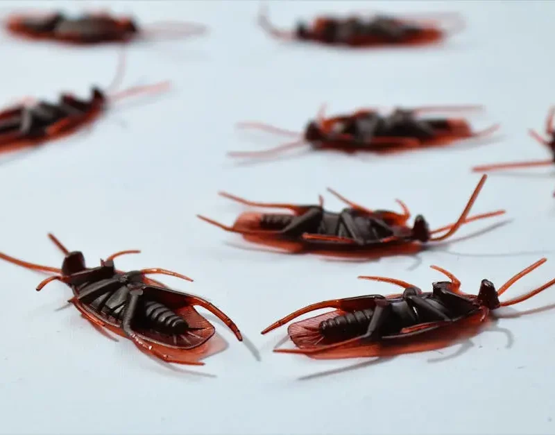 November 1, 2025  Image